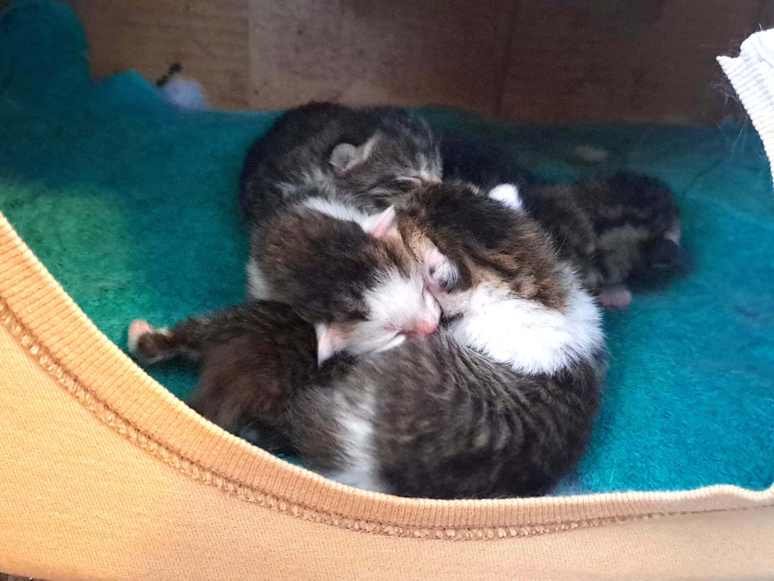 Babe's Babies - Day 3: A mound of adorable baby kittens