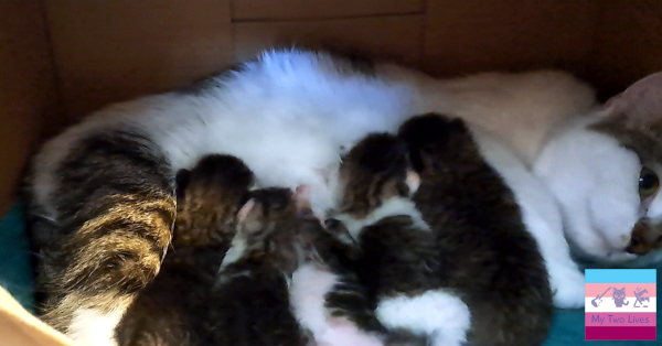 The Babe family enjoying a little dinner