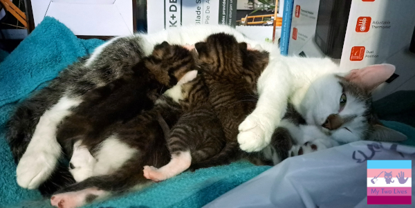 Five two week old kittens enjoying some of mamma's milk