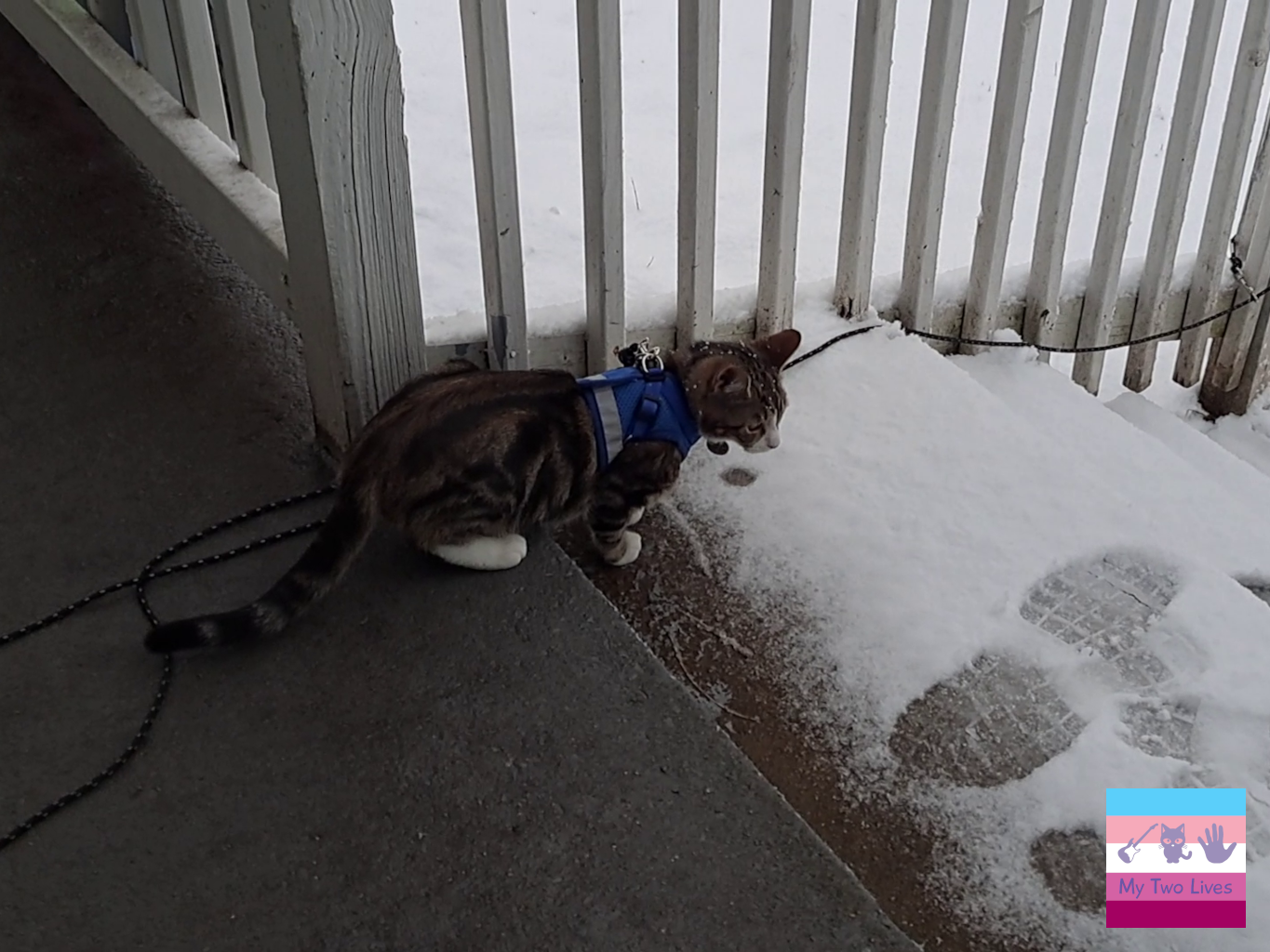 Chuck on the back porch, checking out the white stuff we call "snow."